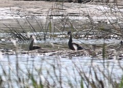 Tachybaptus ruficollis