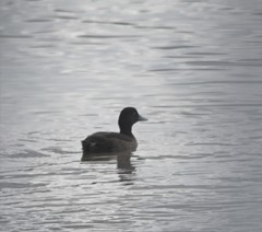 Aythya fuligula