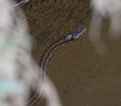 Oocatochus rufodorsatus