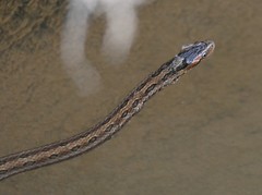 Oocatochus rufodorsatus