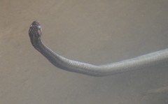 Oocatochus rufodorsatus