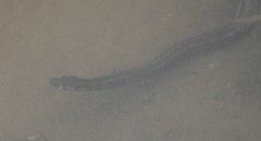 Oocatochus rufodorsatus