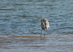 Ardea cinerea