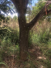 Vochysia thyrsoidea