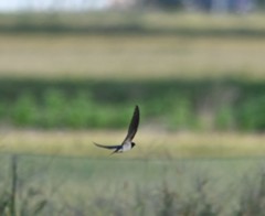 Hirundo rustica