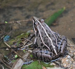 Pelophylax nigromaculatus