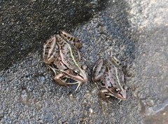 Pelophylax nigromaculatus