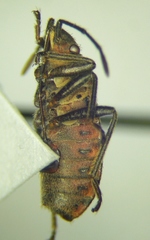 Apterola kuenckeli