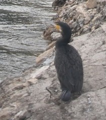 Phalacrocorax carbo