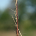 Arrowfeather Threeawn - Photo (c) aarongunnar, some rights reserved (CC BY), uploaded by aarongunnar
