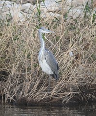 Ardea cinerea
