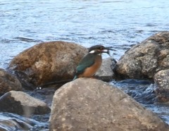 Alcedo atthis