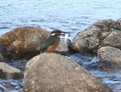 Alcedo atthis