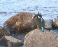 Alcedo atthis