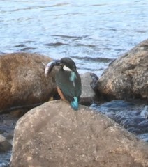 Alcedo atthis