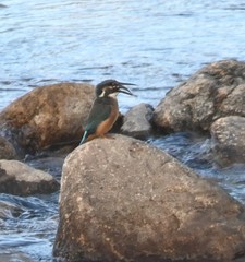 Alcedo atthis