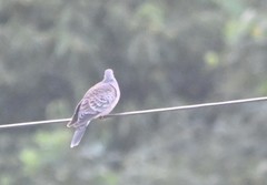 Streptopelia orientalis