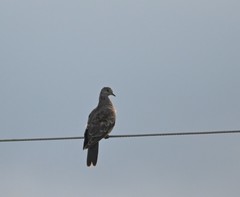 Streptopelia orientalis