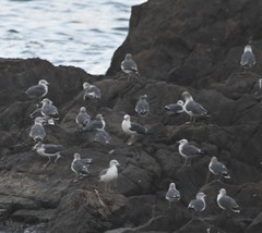 Larus crassirostris