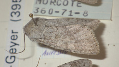 Ammoconia senex