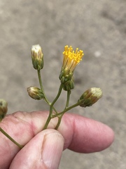 Bebbia atriplicifolia