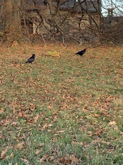 Corvus frugilegus