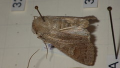 Ammoconia caecimacula