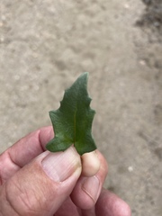 Bebbia atriplicifolia