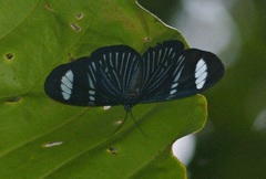 Hypocrita fenestraria