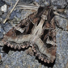 Trigonophora jodea
