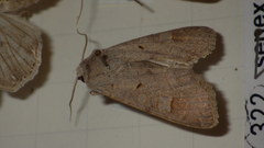 Ammoconia caecimacula