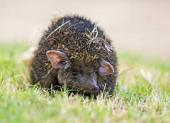 Paraechinus micropus