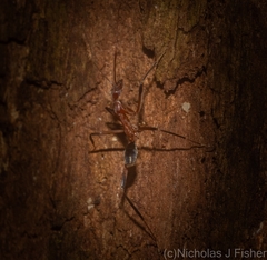 Leptomyrmex cnemidatus