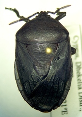 Coridius viduatus
