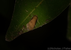 Lambula obliquilinea