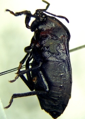 Coridius viduatus