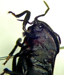 Coridius viduatus