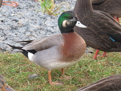 Anas platyrhynchos × Mareca americana