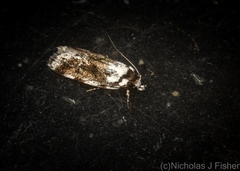 Barea synchyta