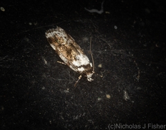 Barea synchyta