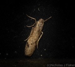 Graphosia stenopepla