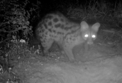 Genetta genetta genetta