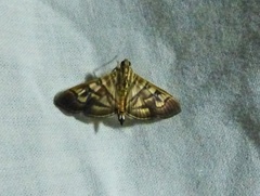 Arthromastix lauralis