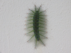 Adoliadini