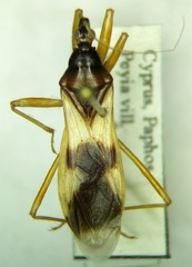 Reduvius pallipes