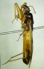 Reduvius pallipes