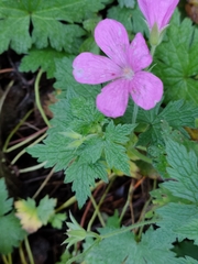 Geranium endressii