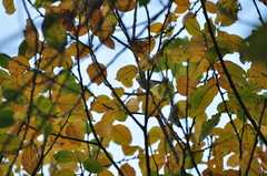 Phylloscopus humei