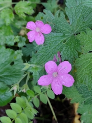 Geranium endressii