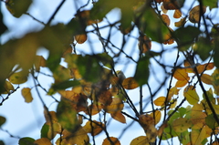 Phylloscopus humei